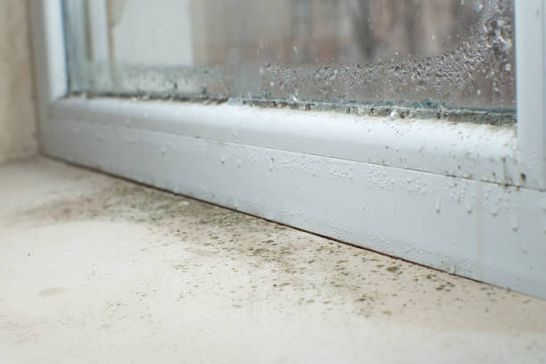 Best Residential Mold Inspection & Testing  in Arbutus, MD